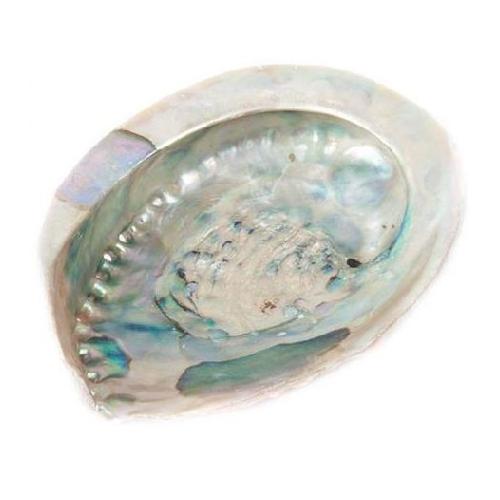 Abalone_Shell_10__12cms