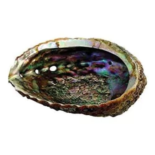 Abalone_Shell_12___15cms_Green