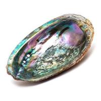 Abalone_Shell_10___12cms_Green