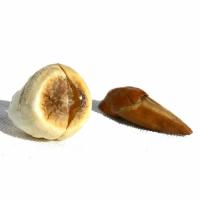 Adam___Eve_Root_