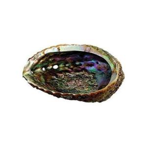 Abalone_Shell_11_17cms